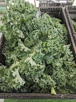 kale